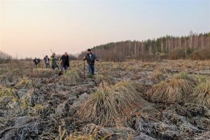 Прогулка по низинному болоту